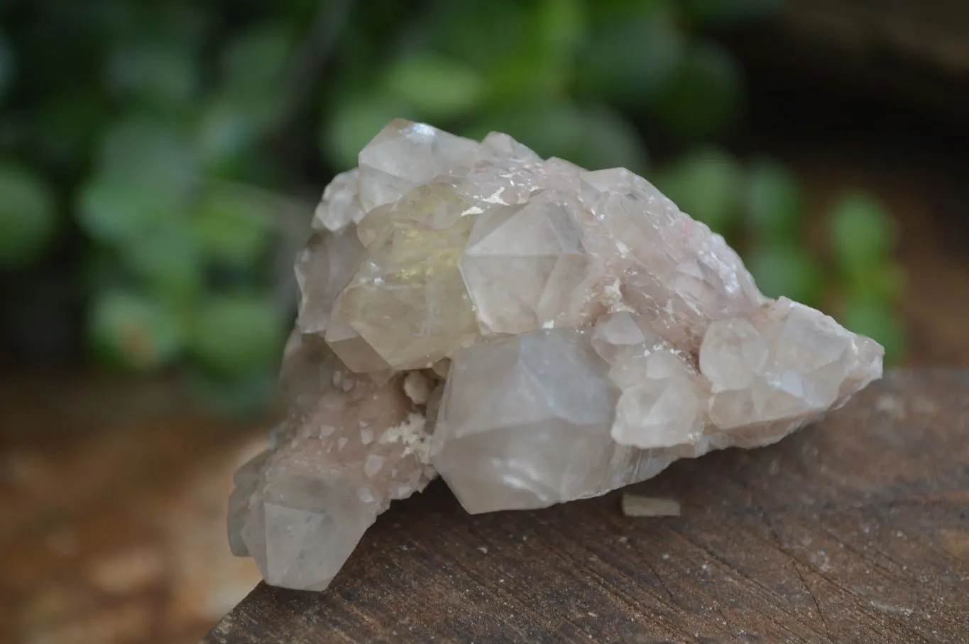 Natural White Phantom Smokey Quartz Crystal Specimens x 12 From Luena, Congo