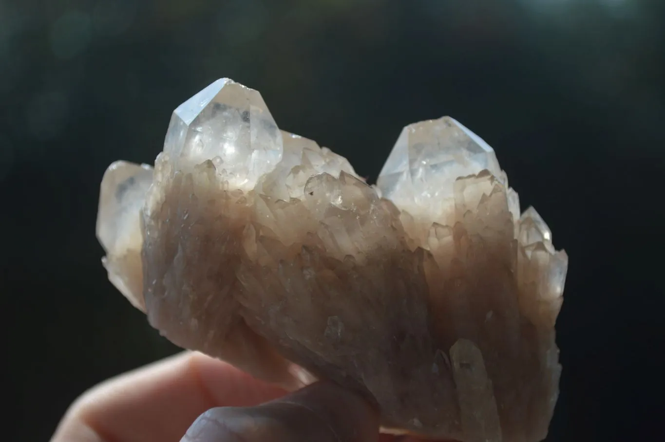 Natural White Phantom Smokey Quartz Crystal Specimens x 12 From Luena, Congo