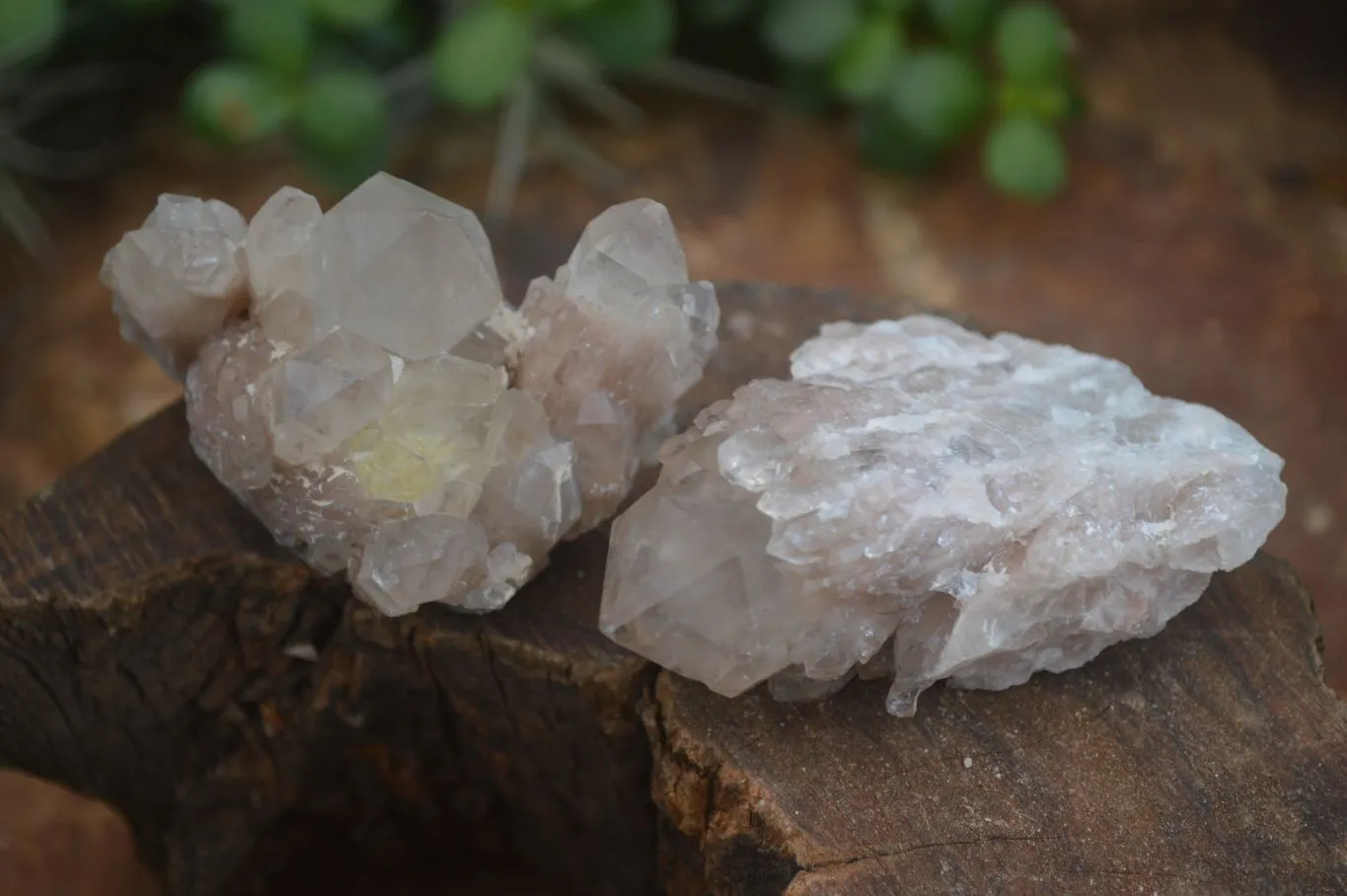 Natural White Phantom Smokey Quartz Crystal Specimens x 12 From Luena, Congo