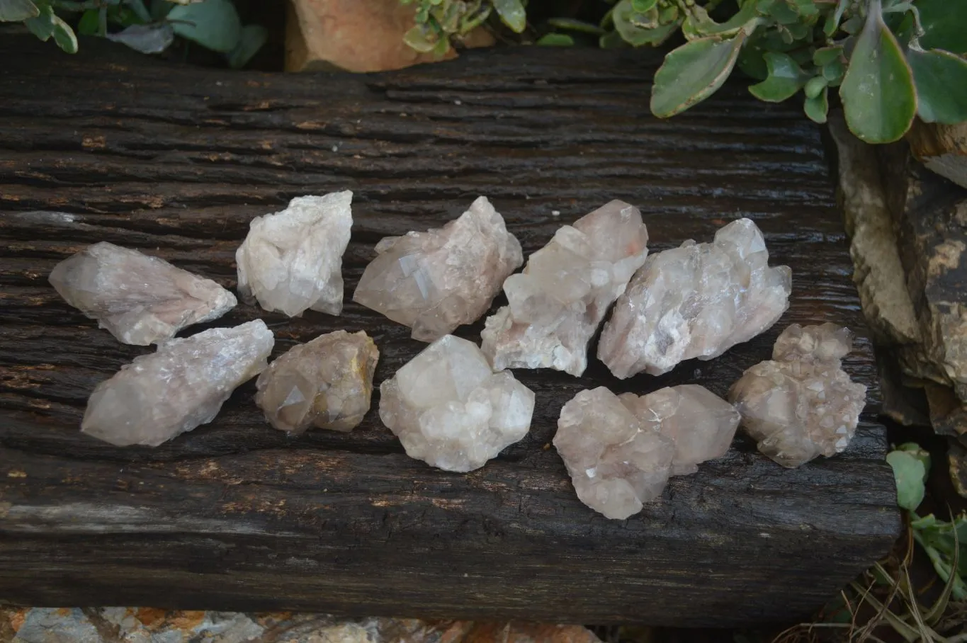 Natural White Phantom Smokey Quartz Crystal Specimens x 12 From Luena, Congo